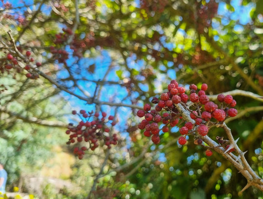 Buy Organic Timur (Himalayan Sichuan Pepper) Online – Bold & Authentic Flavor | Kumaon Foods