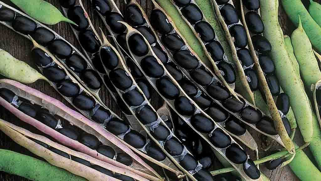 Bhatt Dal: 5 Easy Recipes + Health Benefits of Uttarakhand's Black Soybean