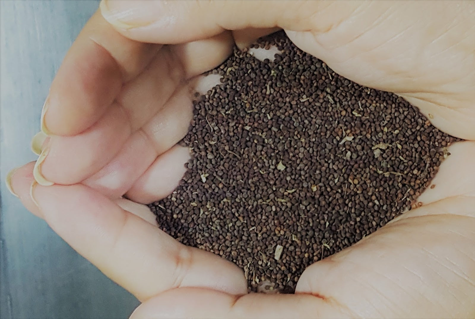 Jakhiya Seeds: The Hidden Gem of Uttarakhand Kitchens