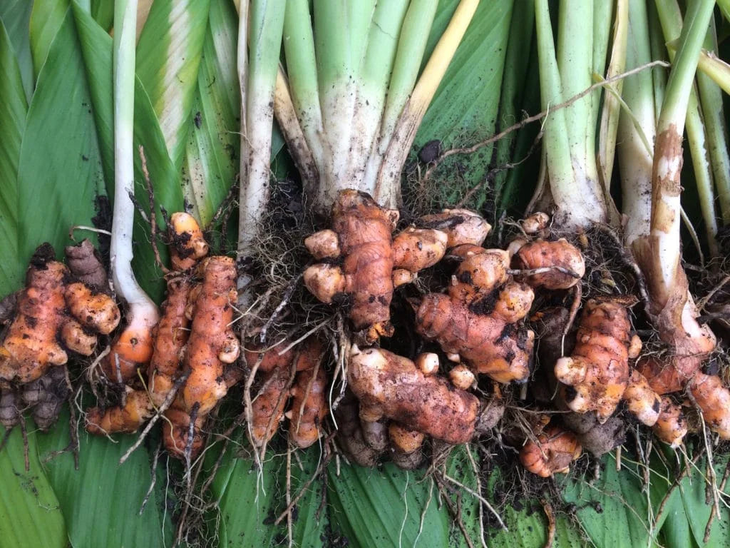 Pahadi Haldi: The Golden Spice of Uttarakhand