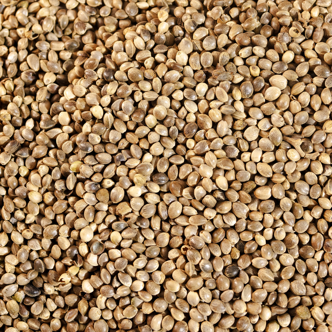 bhang plant seeds Himalayan Bhang Dana – Raw Hemp Seeds